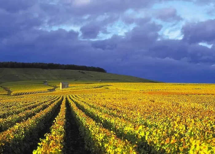 Premium Le Figaro 1 Epernay